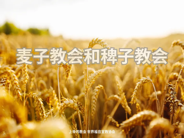 麦子教会和稗子教会